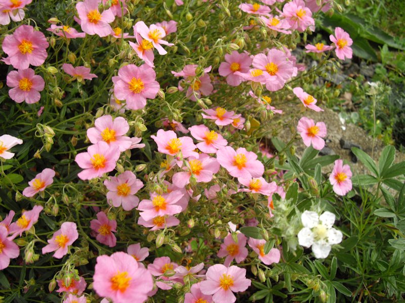 Helianthemum nummularium ssp pyrenaicum photo